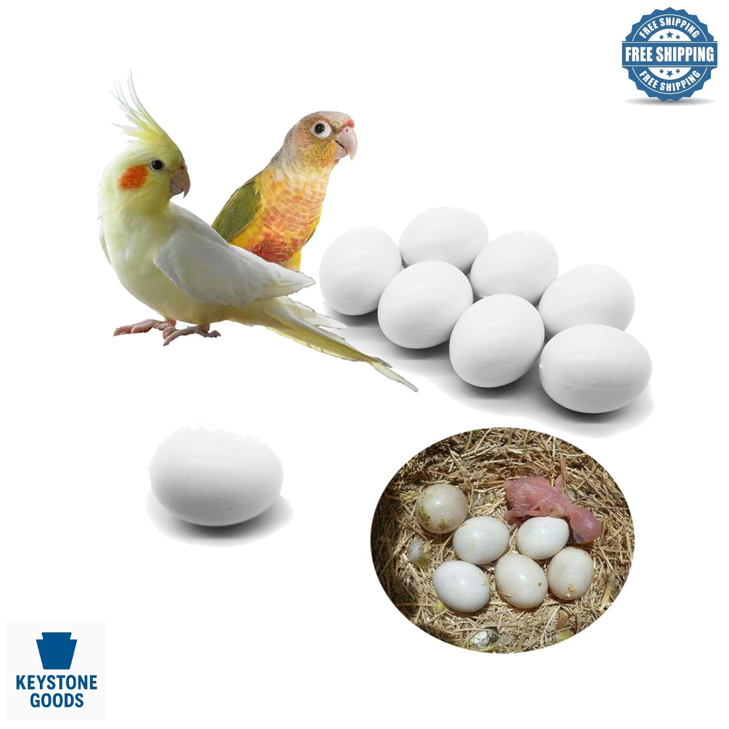 8 pcs Parrot & Bird Reproduction Dummy Eggs - Realistic Plastic Hatching Eggs