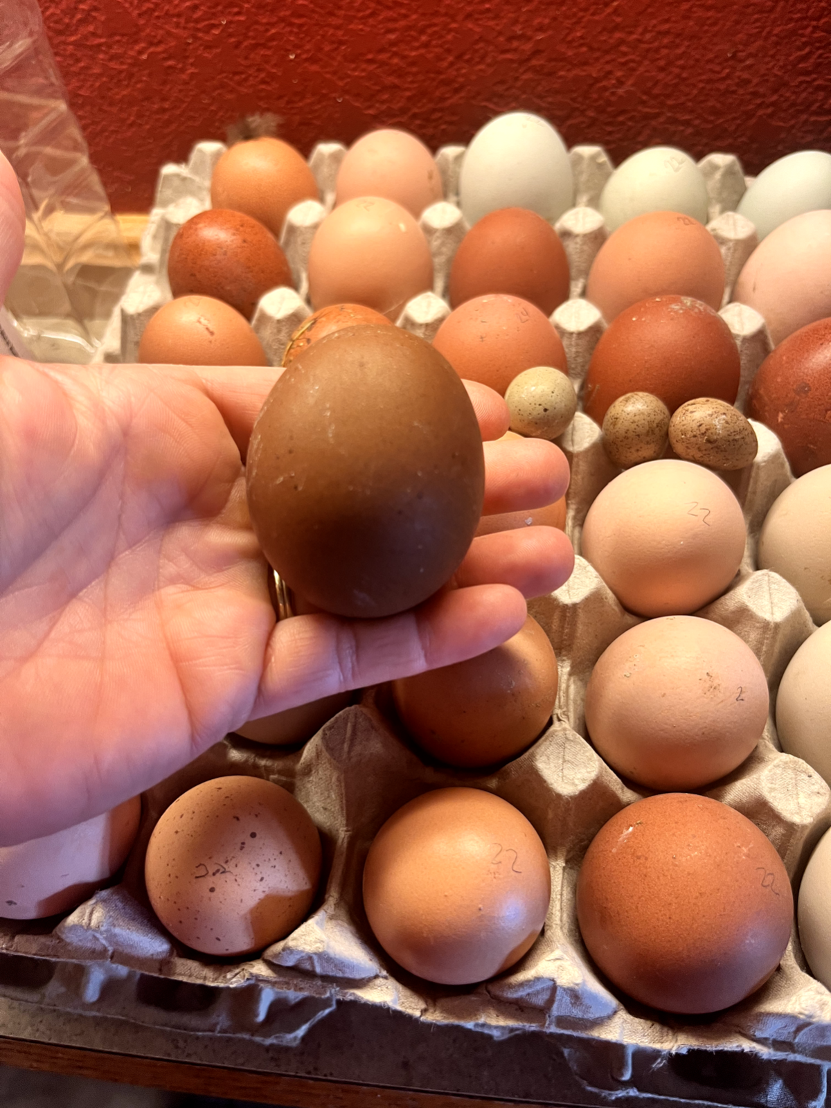 3 Fresh and Fertile Rainbow Hatching Eggs Olive Cemani Rare Colors