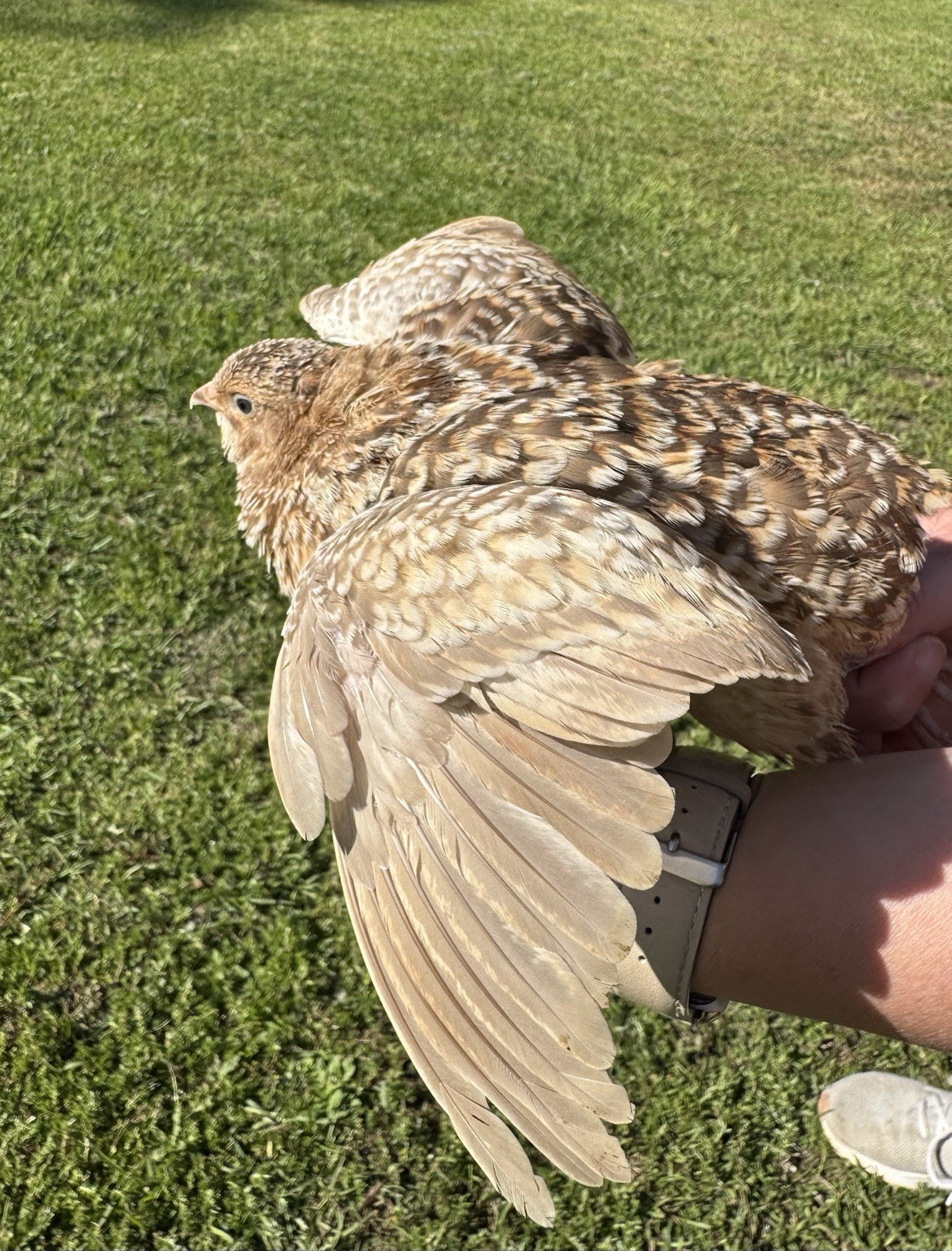 50+ RARE COLORS Coturnix Quail Hatching Eggs NPIP AI Free
