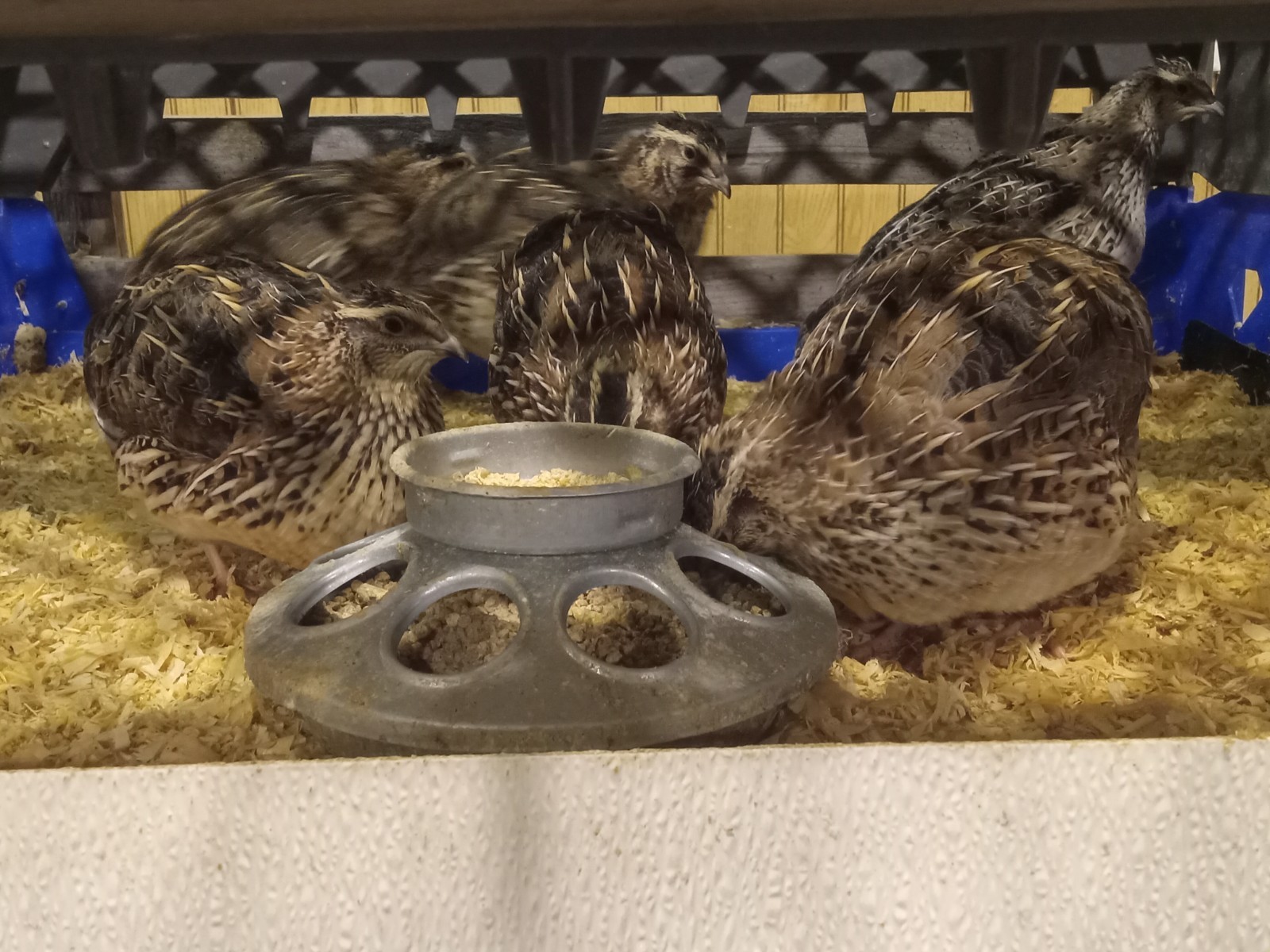12 Coturnix Quail Hatching Eggs, Party box