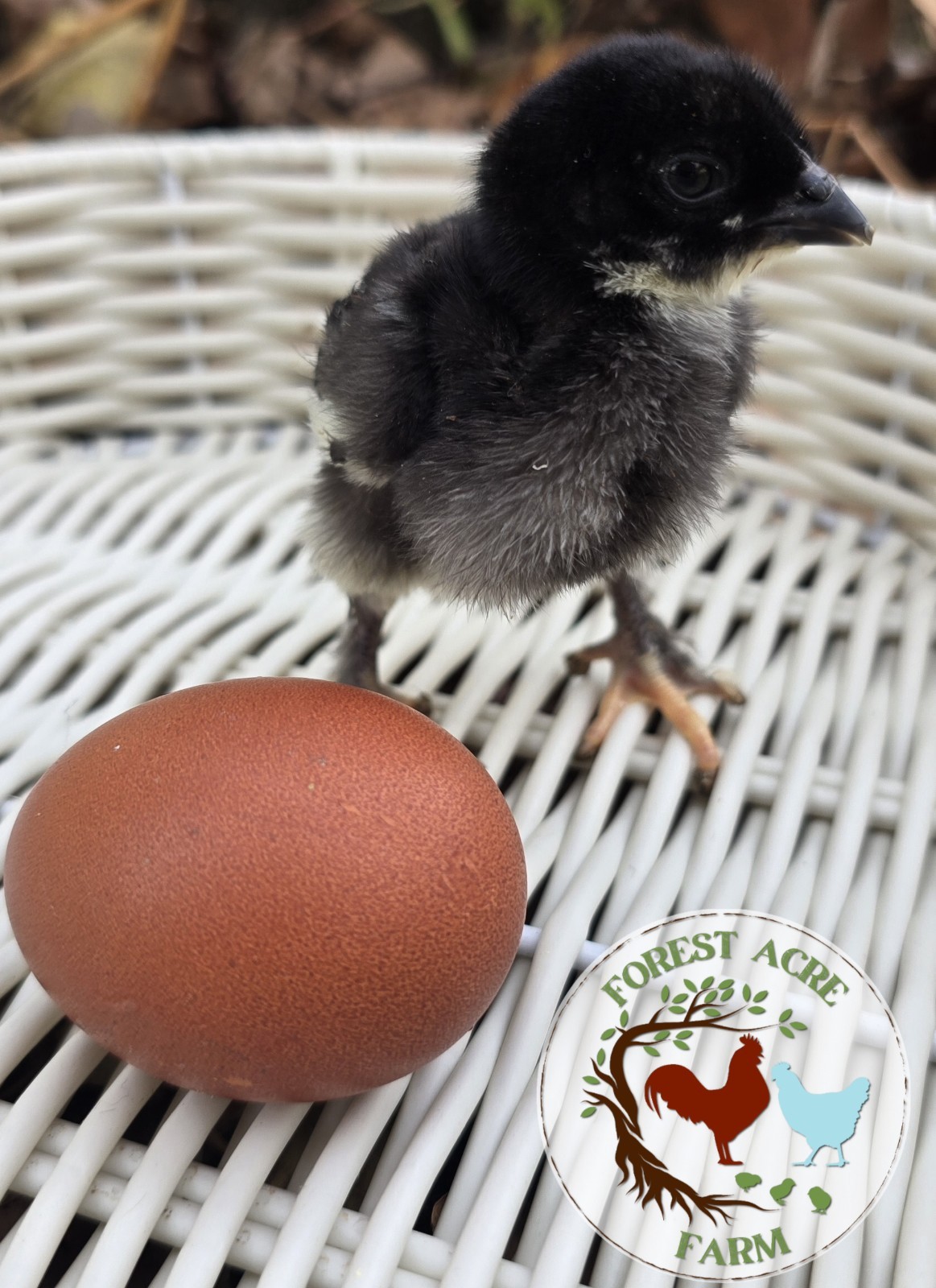 Black Copper Marans BCM Hatching Eggs 10+