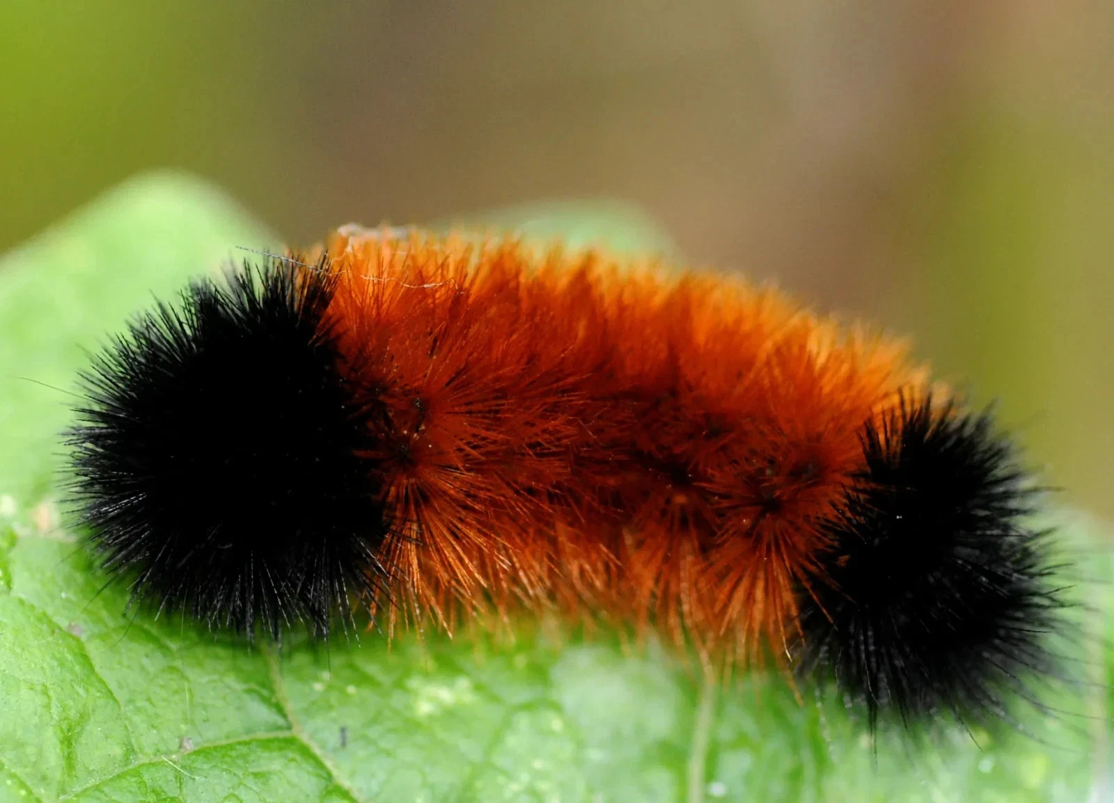 10X Woolly bear caterpillars eggs ( Isabella tiger moth  ) Live feeder