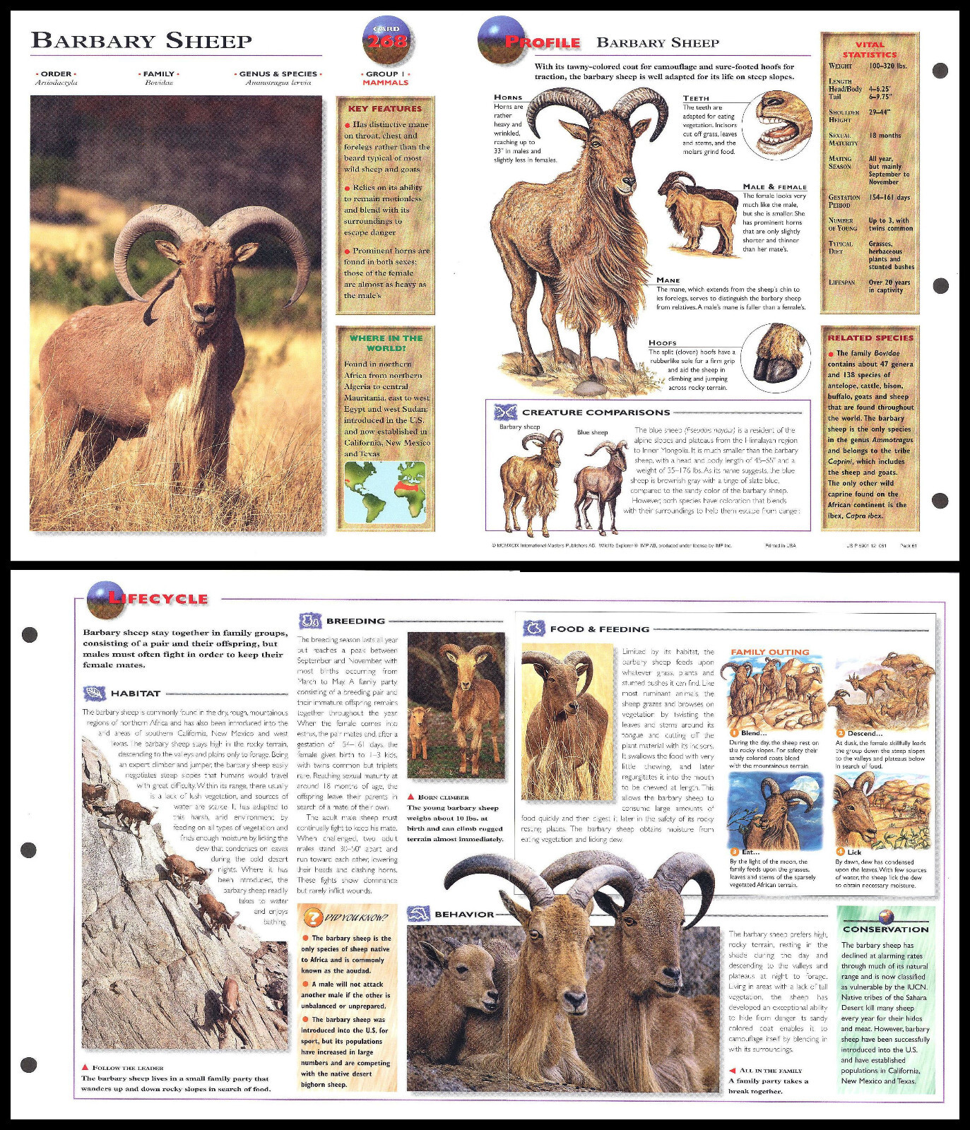 Fold-Out Sheet - Barbary Sheep - 268