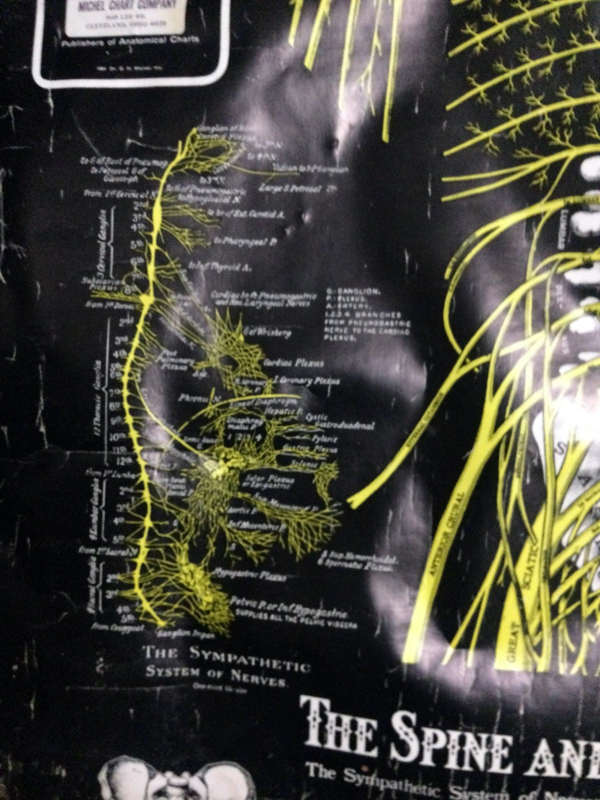 c1964 Vintage Anatomical Pull Down Chart The Spine and Spinal Nerves Dr GHMichel