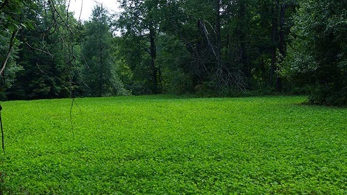 5 lbs Alfalfa, Ladino Clover, Red Clover, Chicory Deer Food Plot Seed Mix