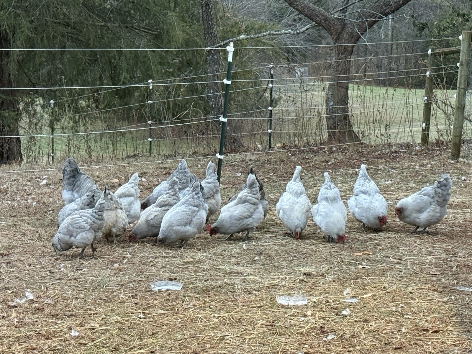 15 Lavender Orpington Eggs
