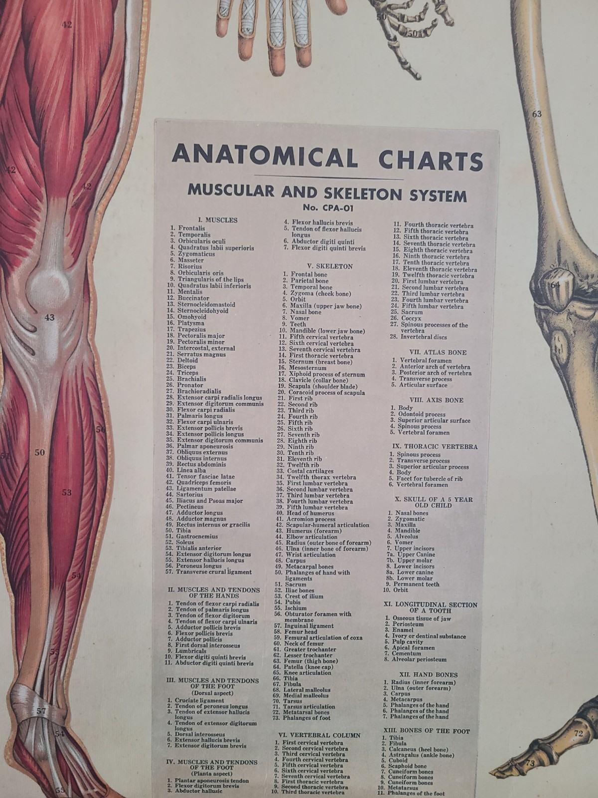 Cavallini Anatomy Wall Chart Pull Down Poster Muscular Skeleton 30x38