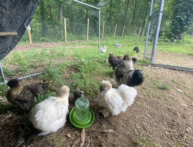 12 Bearded Silkie Hatching Eggs