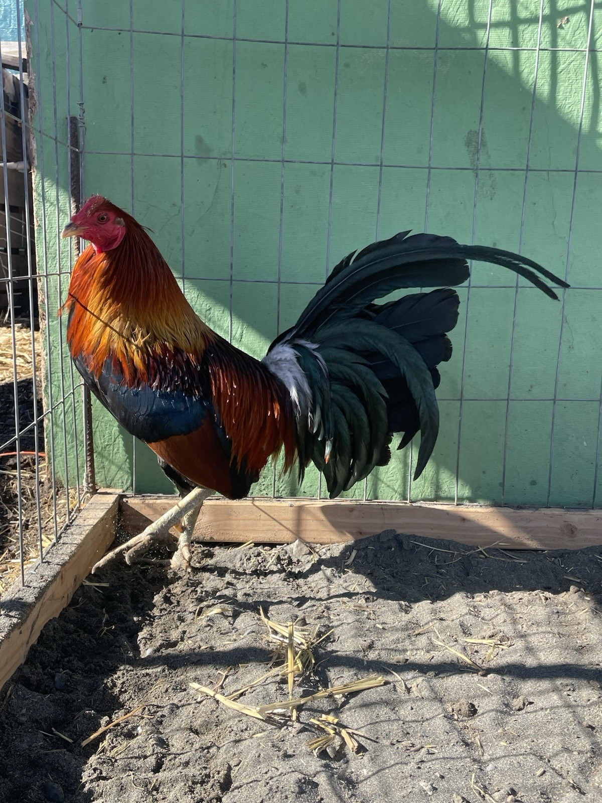 12+ Chicken Hatching Eggs