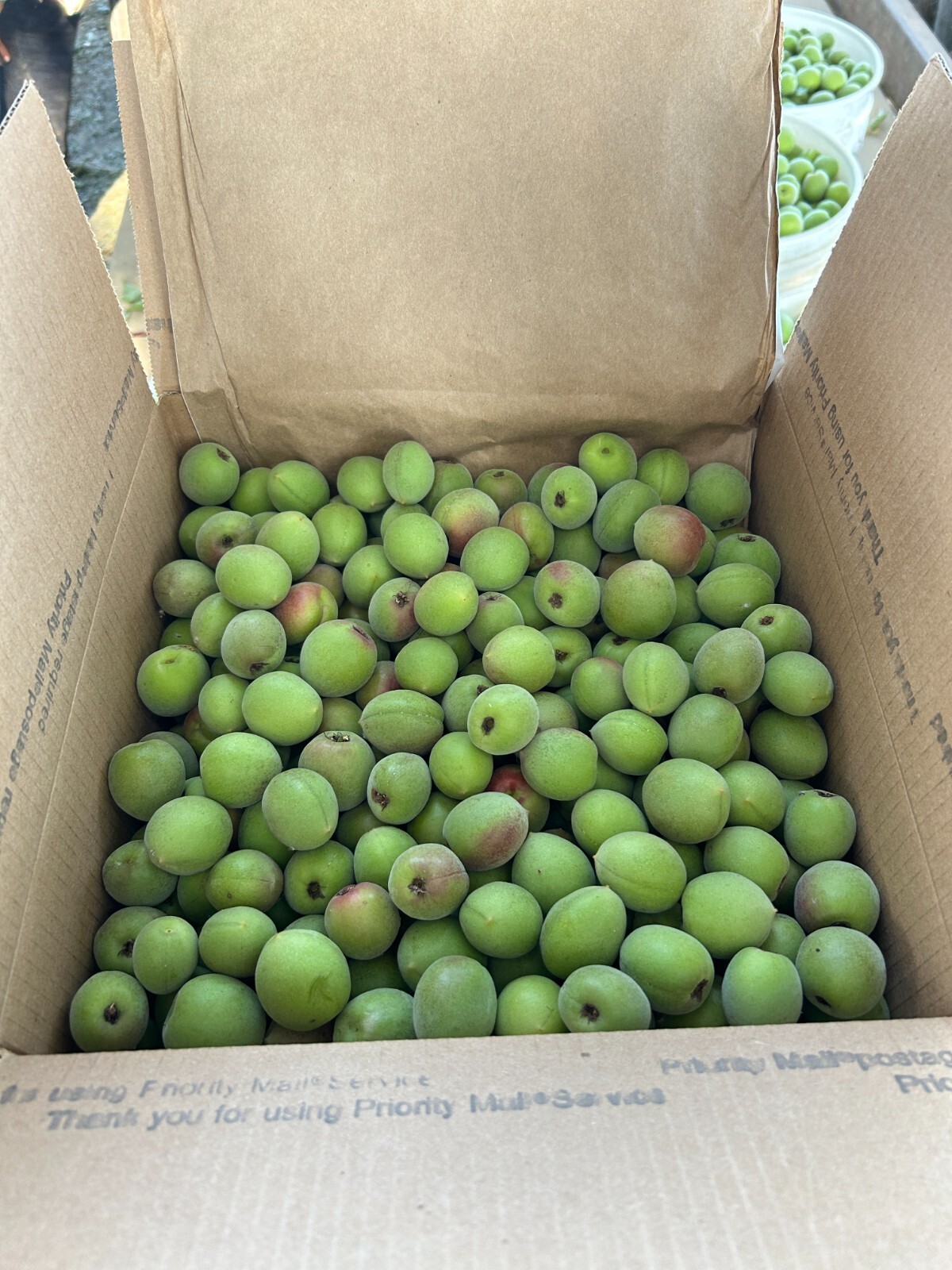 25 lbs FRESH Japanese Prunus Mume / Maesil Ju/ Wu Mei Green Ao Ume-boshi Ume-su