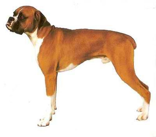 Dog Muzzle Size #B2 for Dogs w/ Short Snout Like Boxer