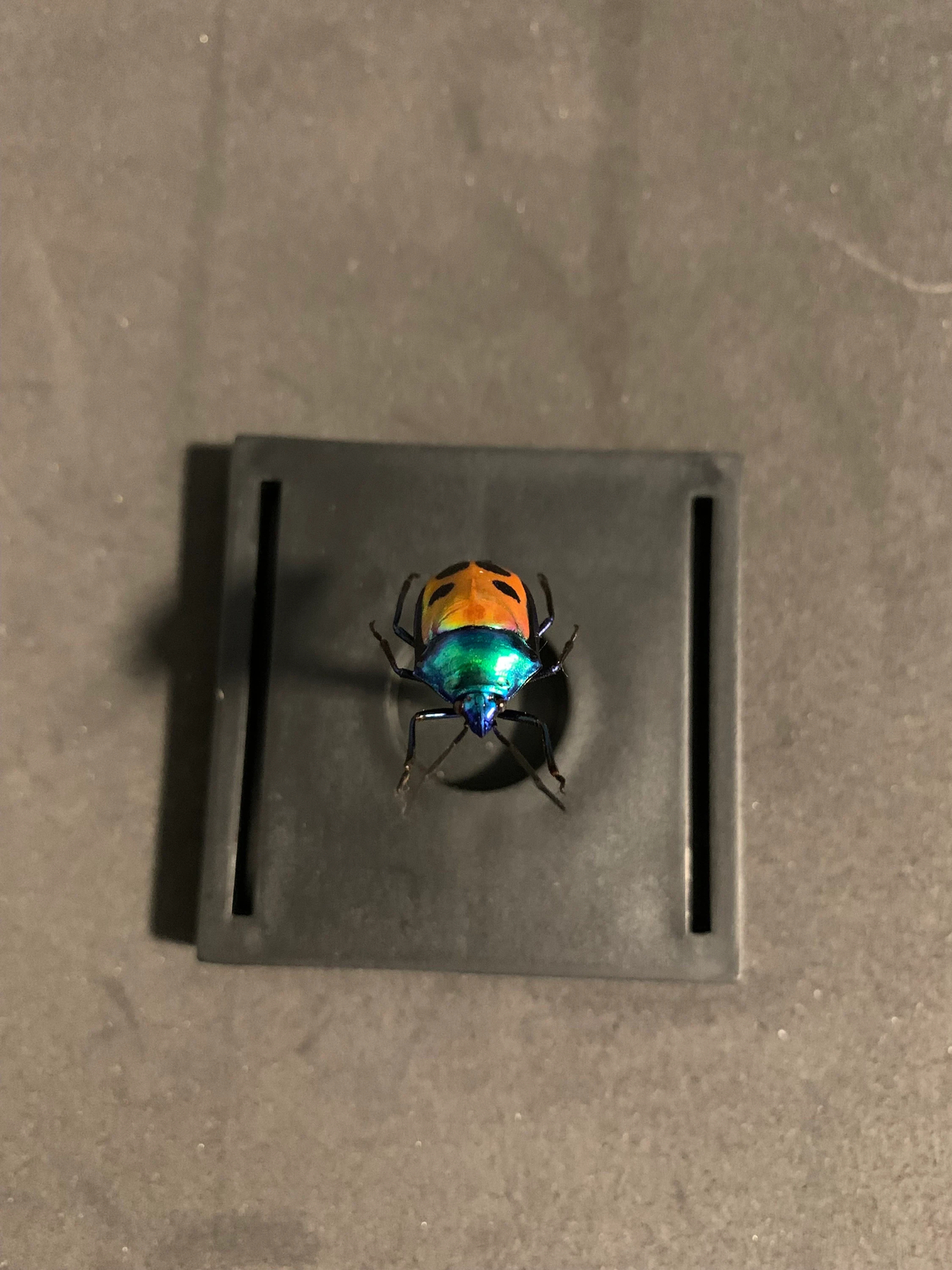 mounted Calliphara caesar (shield bug)