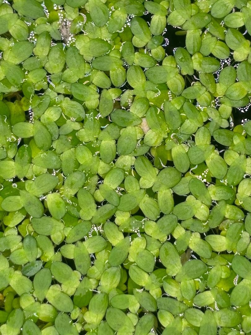 *BUY 2 GET 1 FREE* Duckweed Lemna Minor - Natural Aquarium/Pond Plant
