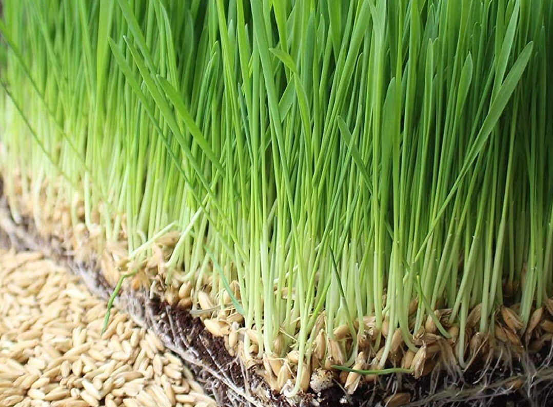 Oat Seeds For Sprouting Catgrass Fodder Grains Cover Crop Hay Coker NON-GMO