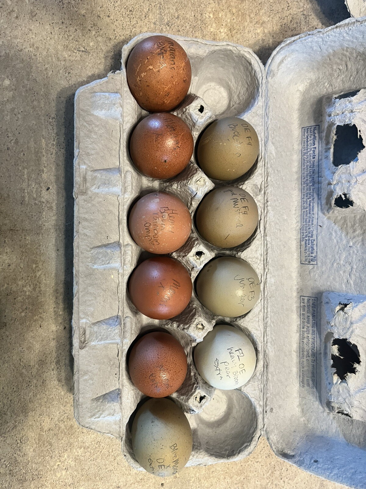Hatching Eggs OLIVE 6+ extras EE Marans Olive / Mint / Sage / Green Rainbow