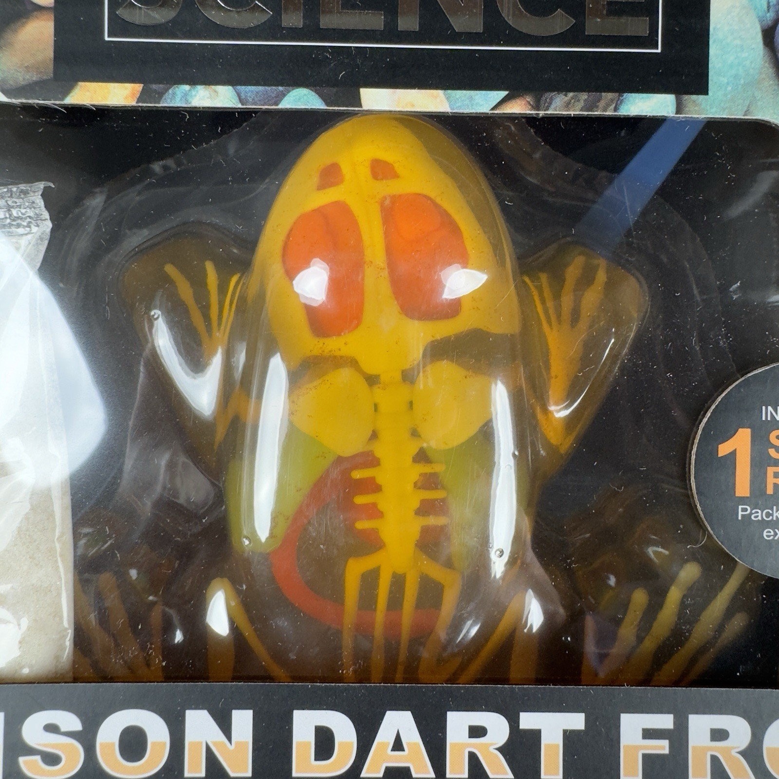 Unbelievable Science Poison Dart Frog Squishy Anatomy Dissecting Kit Educational