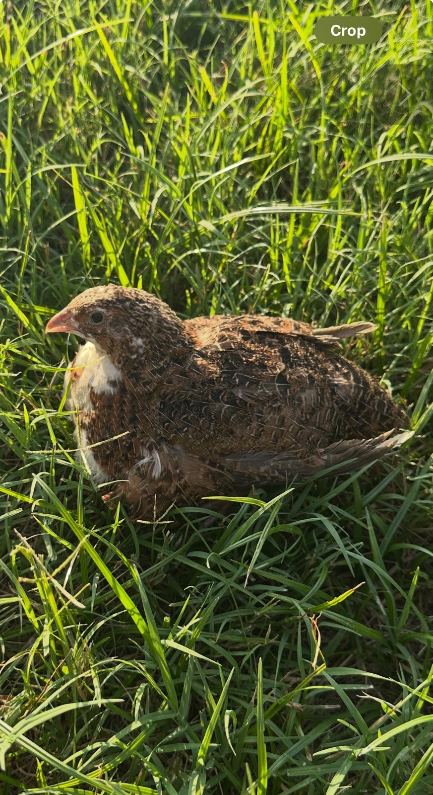 10+ Celadon Blue Coturnix Quail Hatching Eggs **100% TRUE BLUE**
