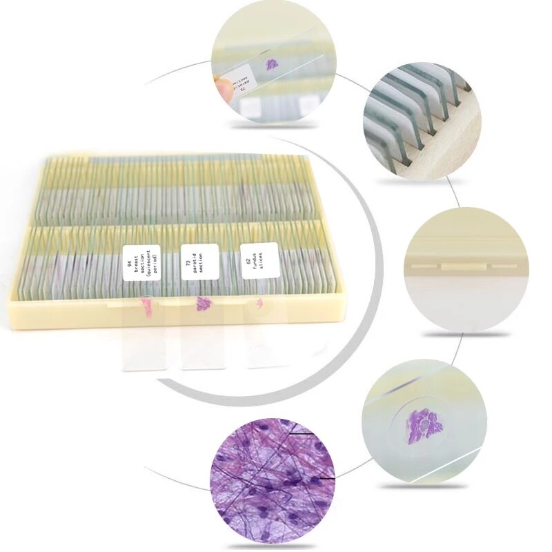 200pcs Animal Insect Plant Tissue Microscope Prepared Slides Set