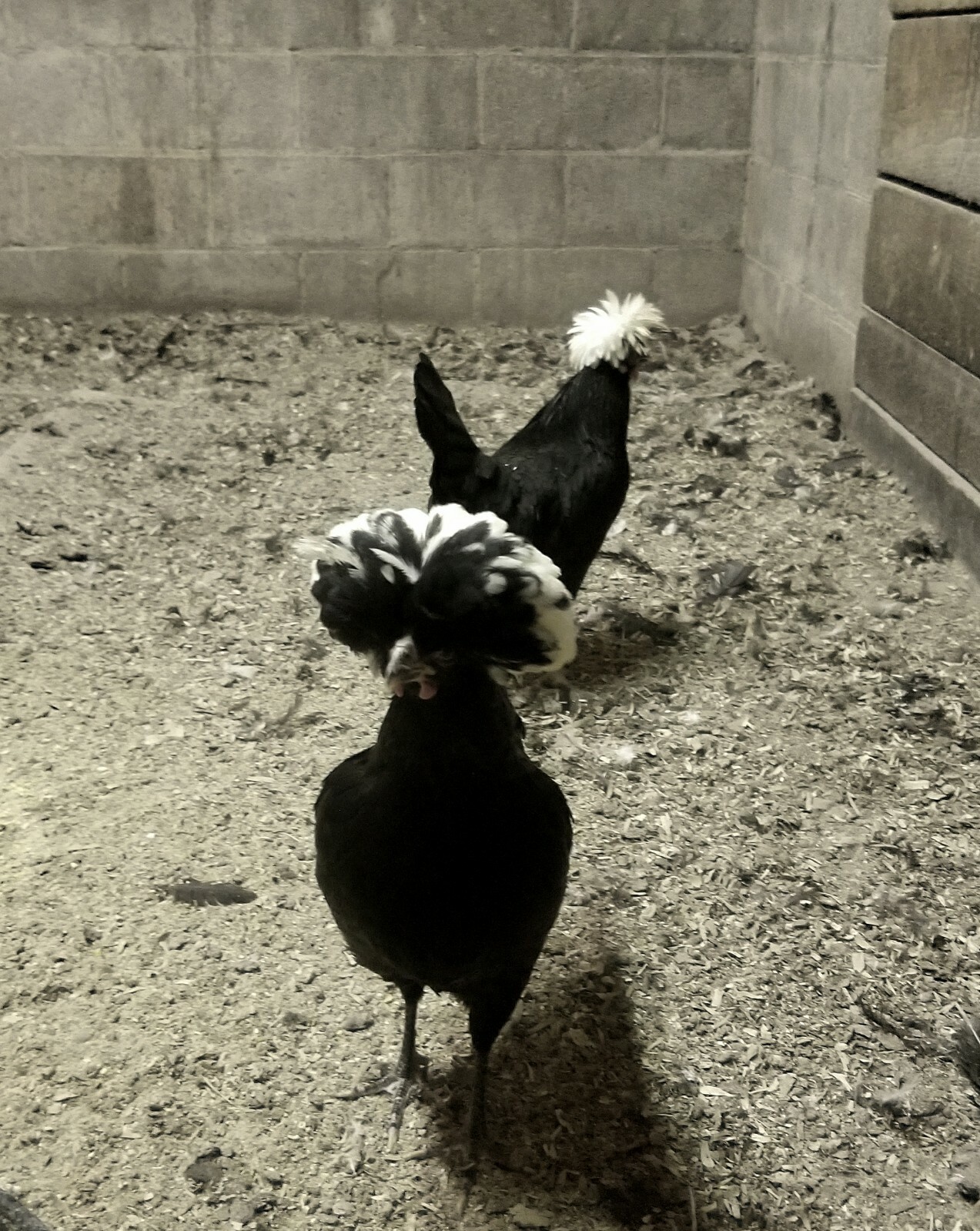 DOZEN White Crested Black Polish Hatching Eggs - Chicken