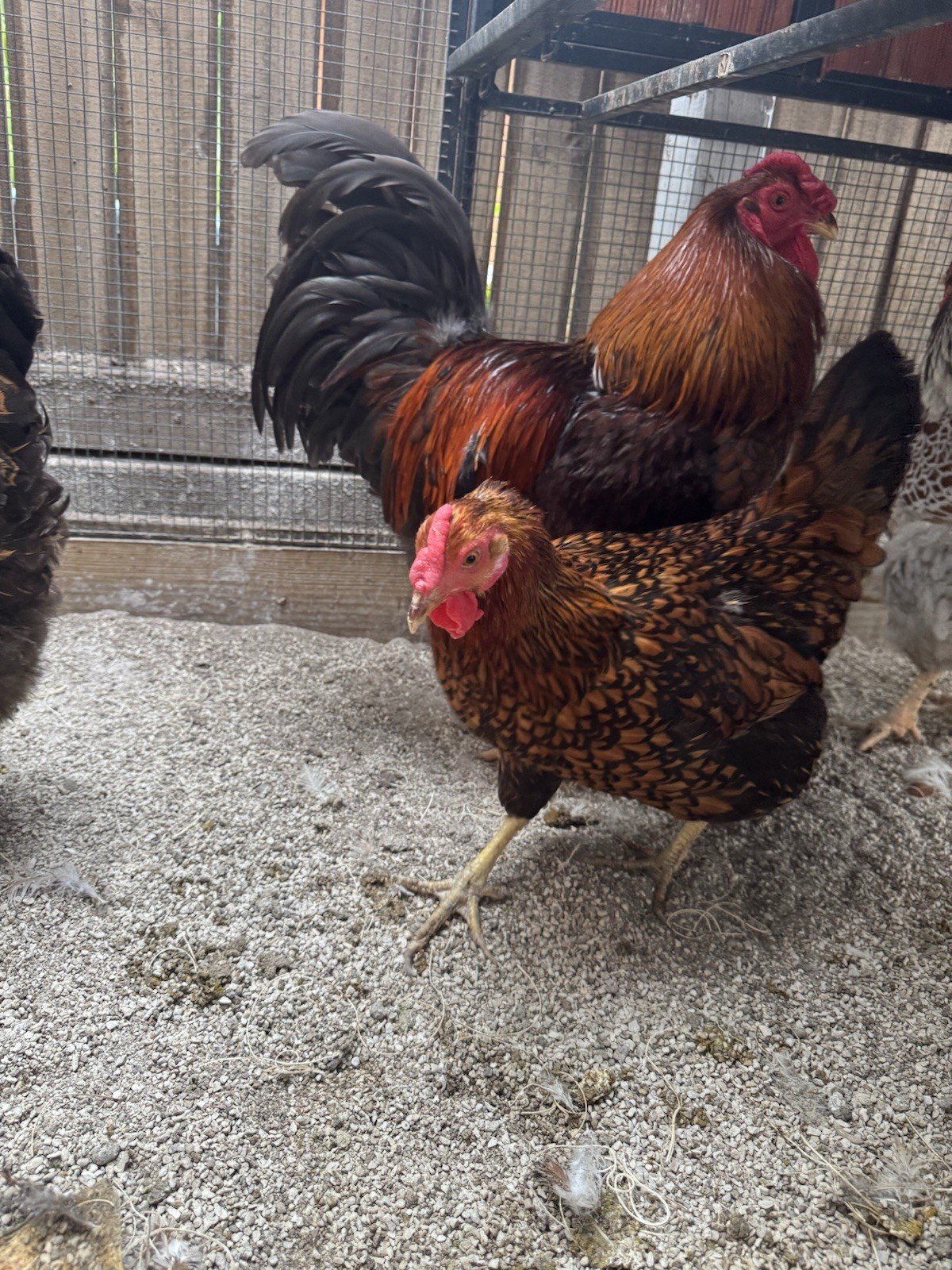 golden laced wyandotte hatching eggs 10+