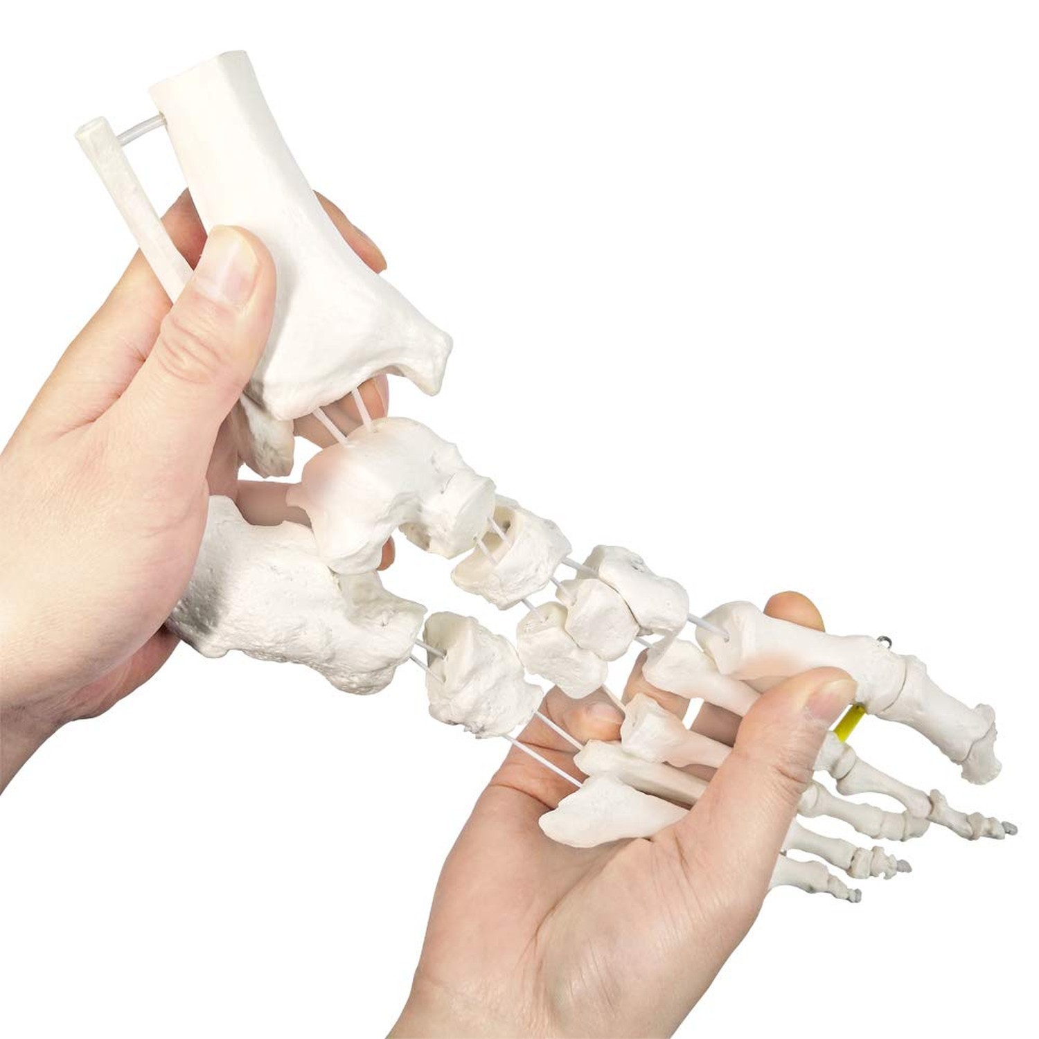 NEW HORIZON Foot Skeleton Model On Elastic, W/Tibia-Fibula Stump Strung Elast...