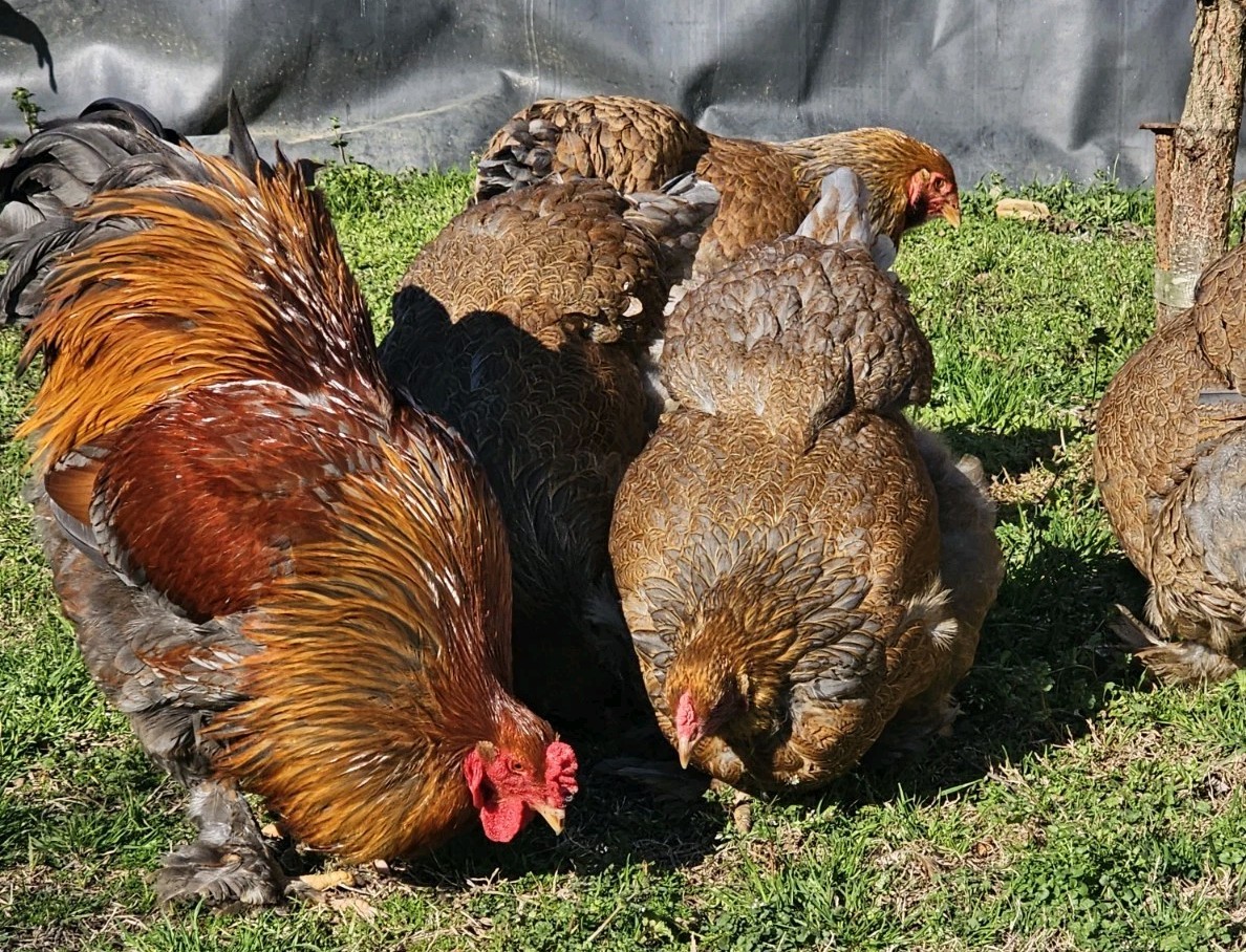 8+ Blue  Partridge Brahma Hatching Eggs