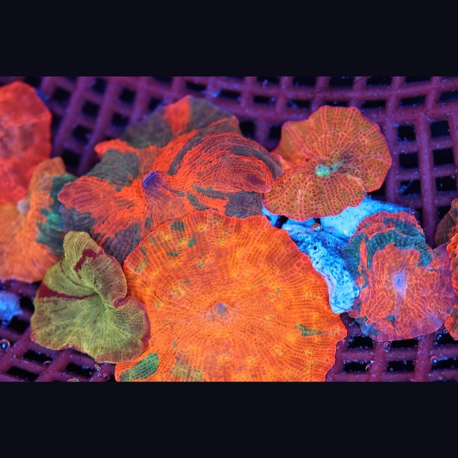 Mystery Candy Crush Discosoma Mushroom - SAQ Coral Farm