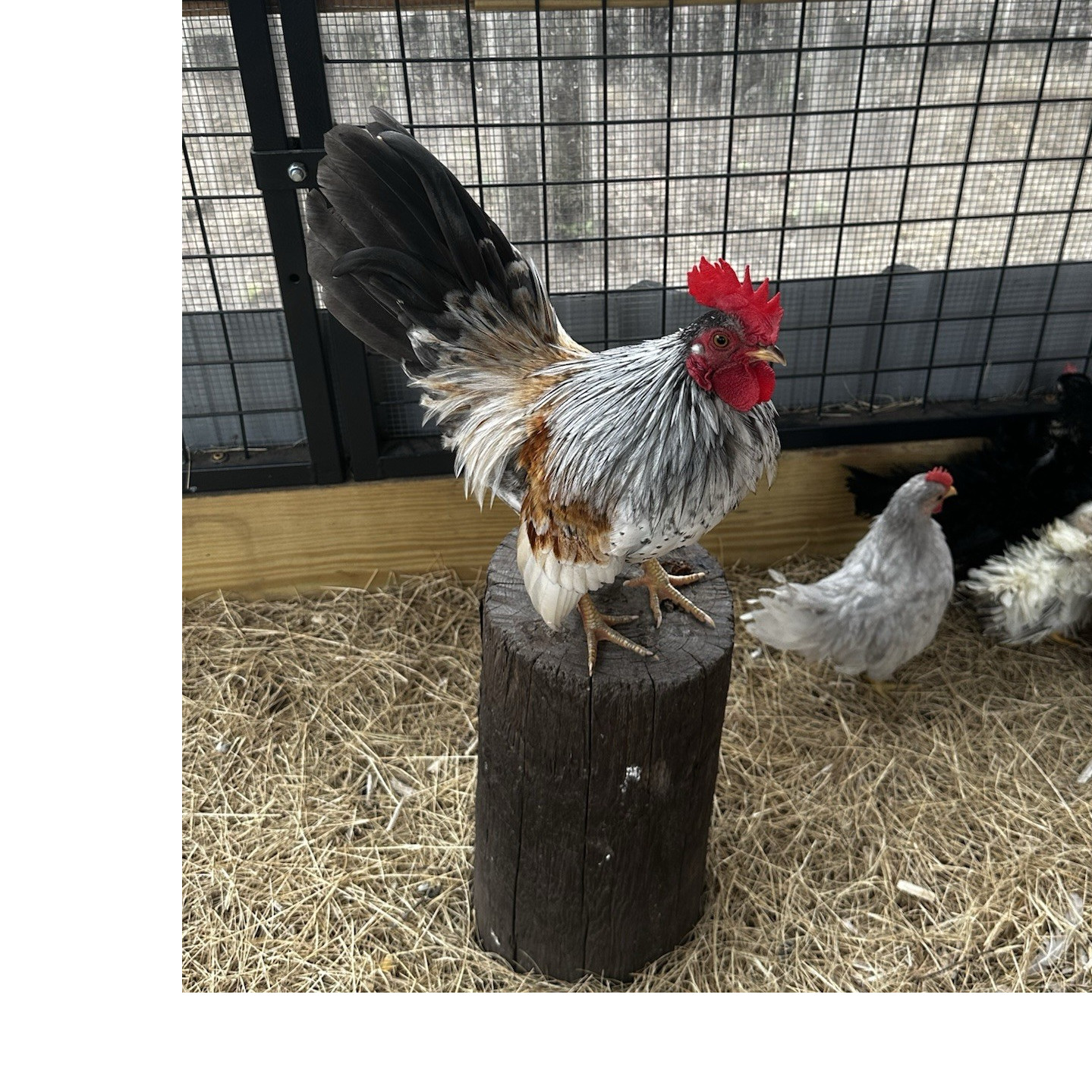 18 Show Quality Malaysian Serama Hatching Eggs