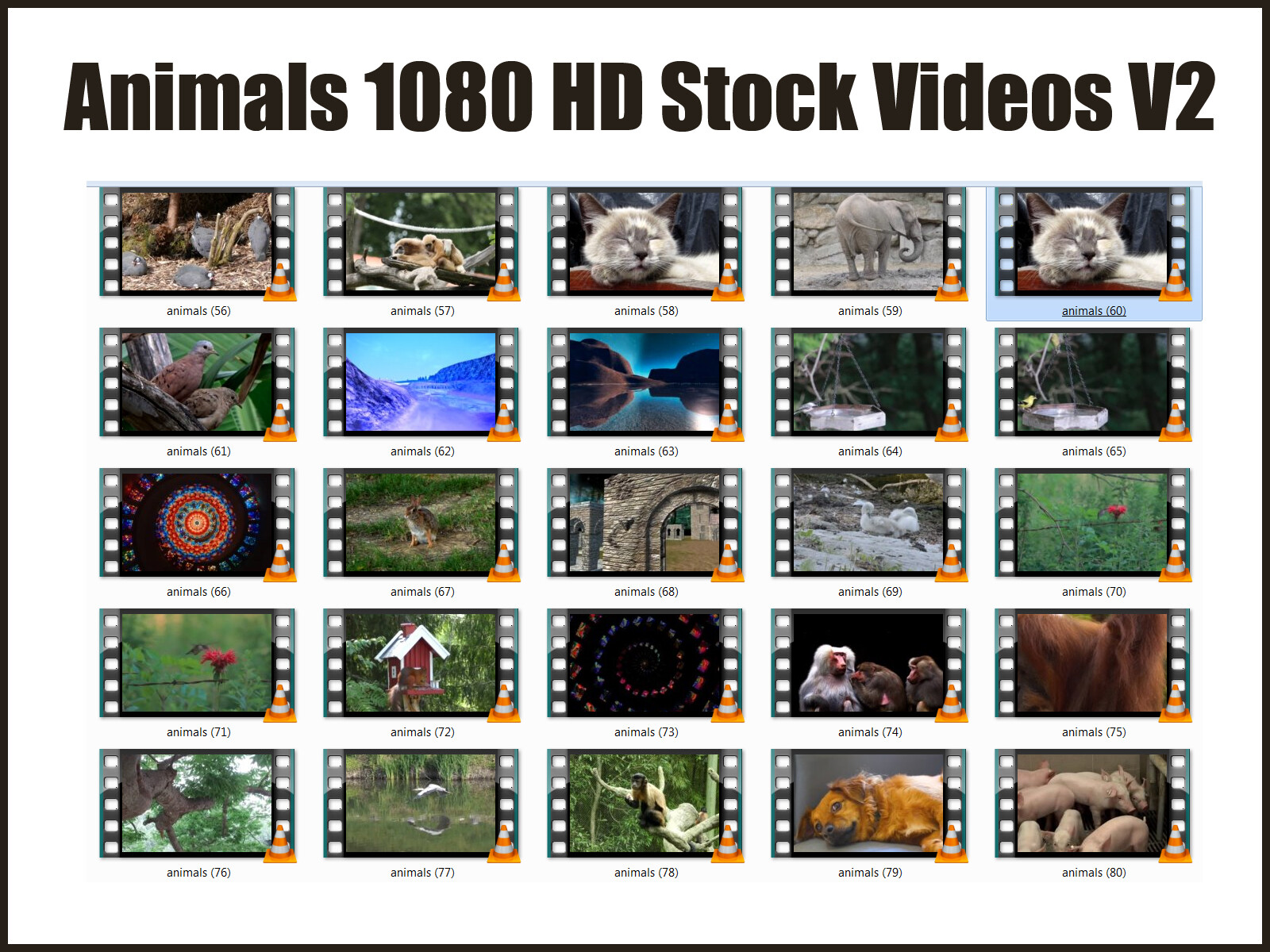 HD (1080) Royalty Free Stock Footage Videos "Animals" Collection on DvD-Rom
