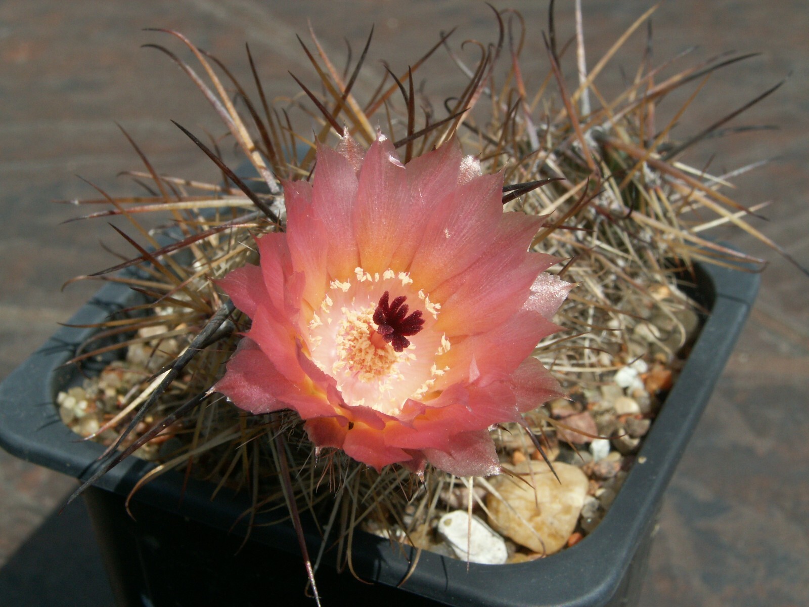 Austrocactus aonikenkensis SAR 2821 - 10 seeds, seeds - VERY RARE!