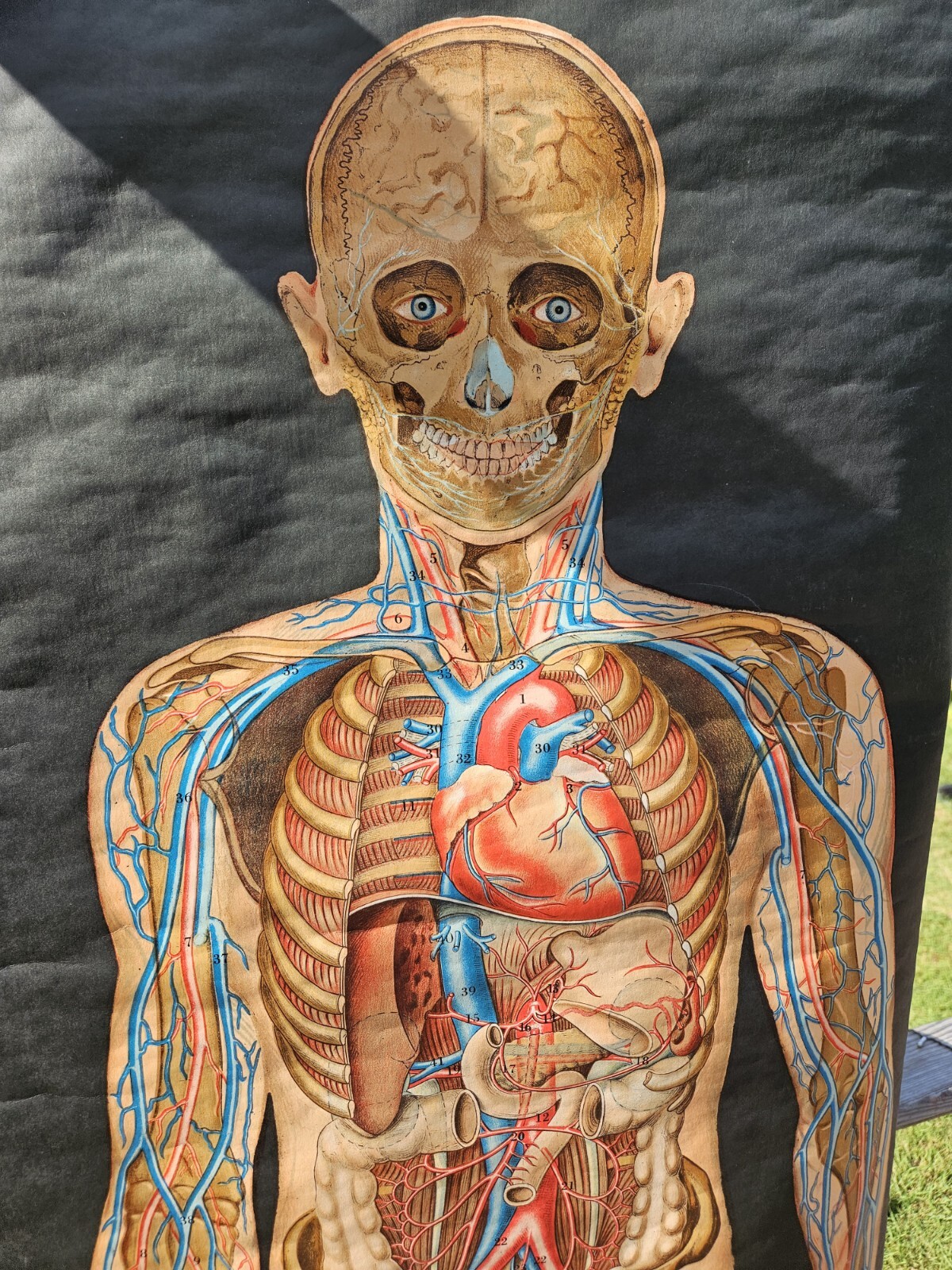 Vintage Cram Anatomical Chart Circulatory System 1950 Italy Rare Mad Science