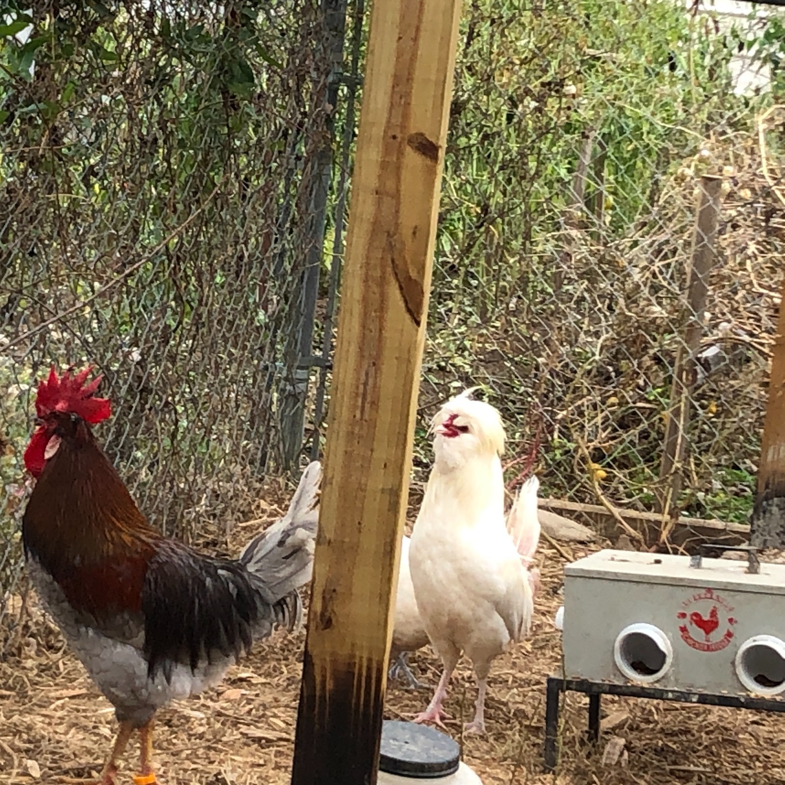 11+ Fertile Chicken Hatching Eggs BarnyardMix/Crested/Easter/Rare Breed Possible