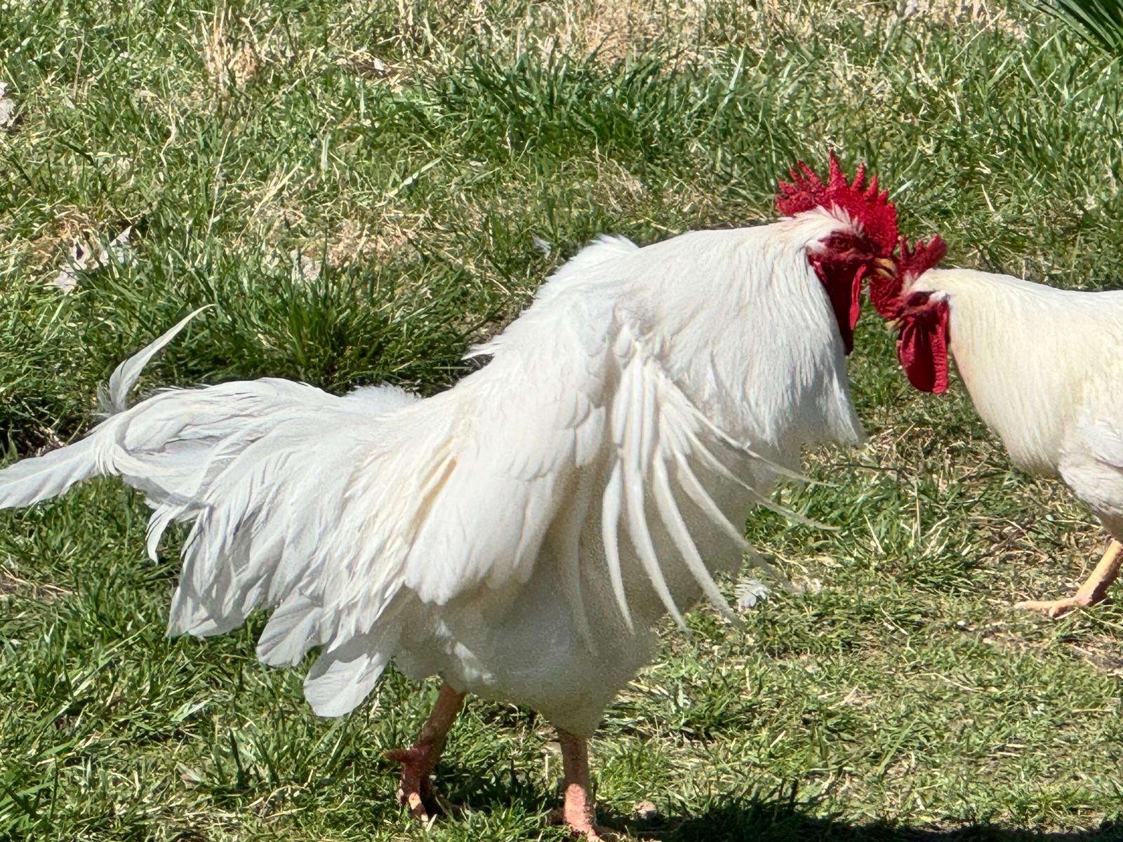 12+ Lamona Eggs Rare Heritage Breed Chicken Hatching Eggs