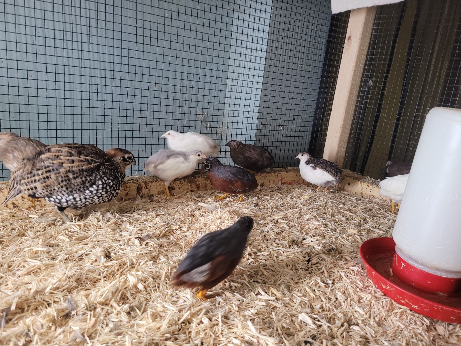 12+ Button Quail Hatching eggs