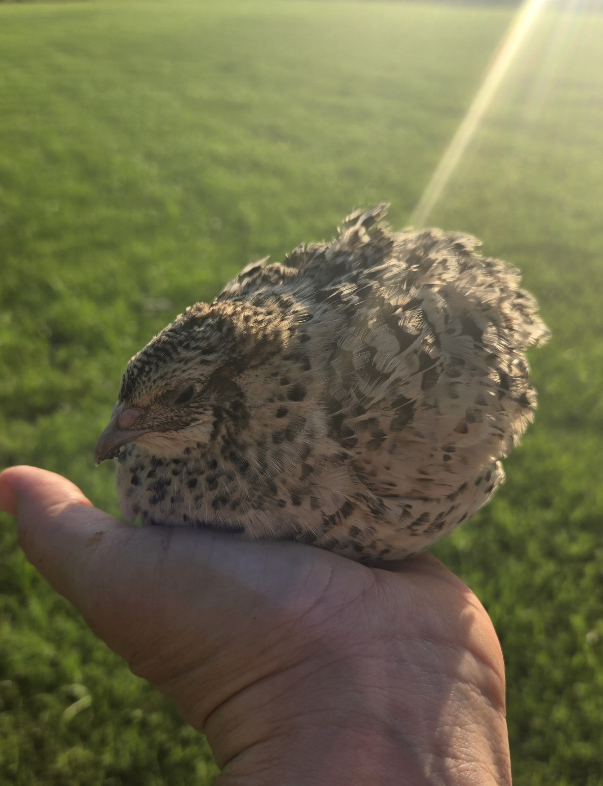 18+ Assorted Rare/Celadon Blue Mix Coturnix Quail Hatching Eggs