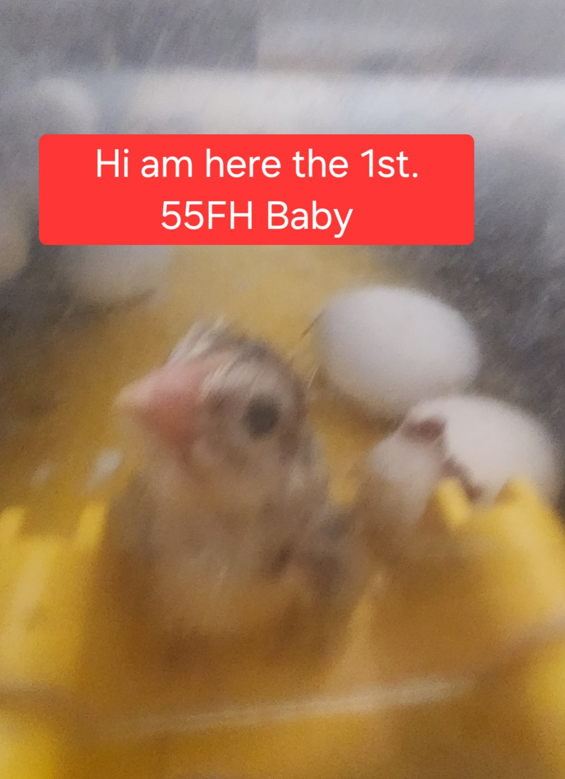 4+ 55 Flowery Hens