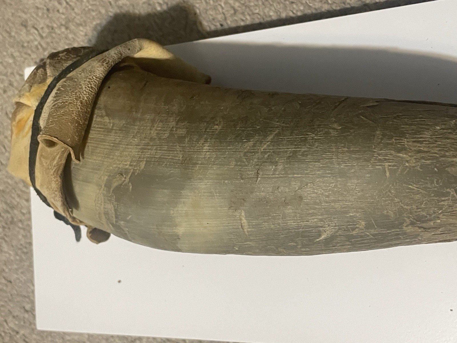 Gun Powder Horn Holder With Leather Strap