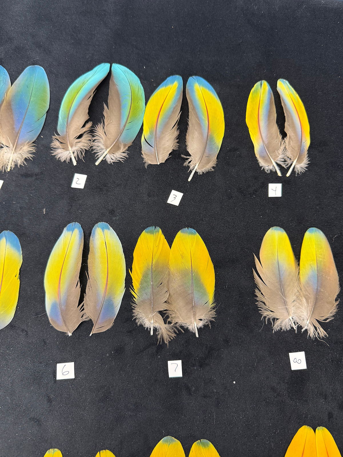 Matched parrot feathers for Salmon Flies