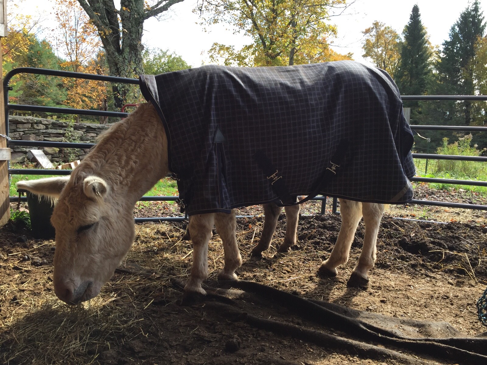 Donkey Longear Winter Turnout Blanket - mini donkey