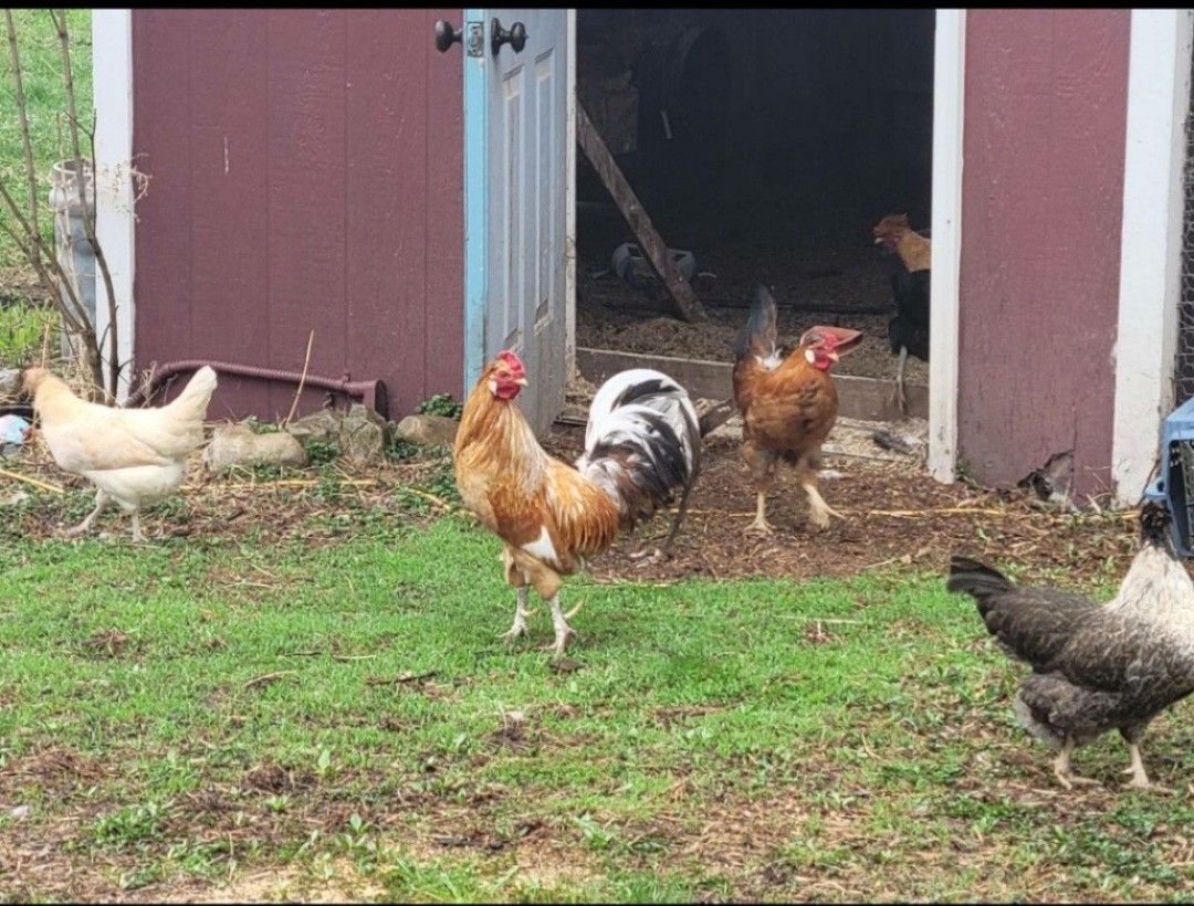12+ Barnyard Mix Fresh Fertile Hatching Eggs FREE RANGE