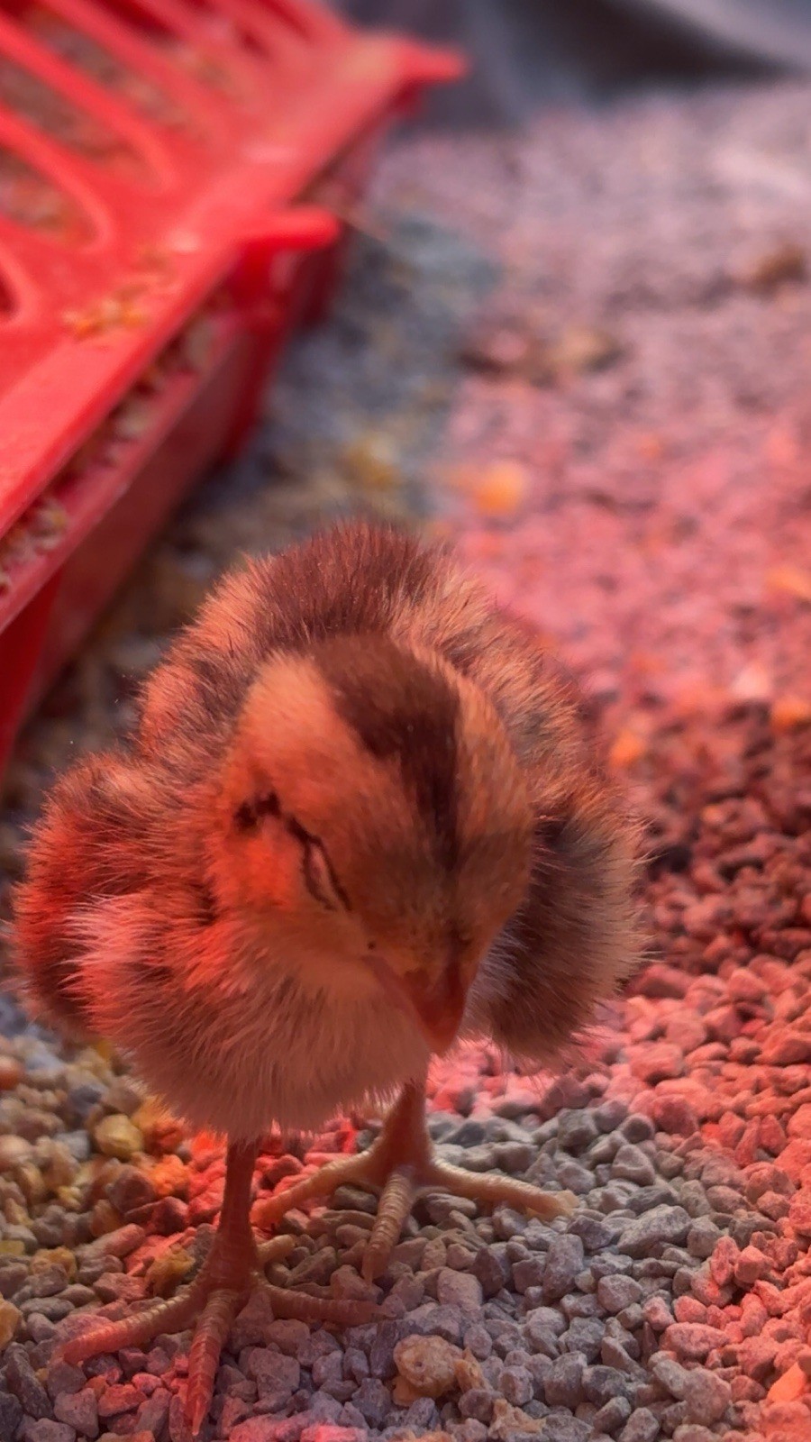 6+ Mixed Bobwhite Hatching Eggs