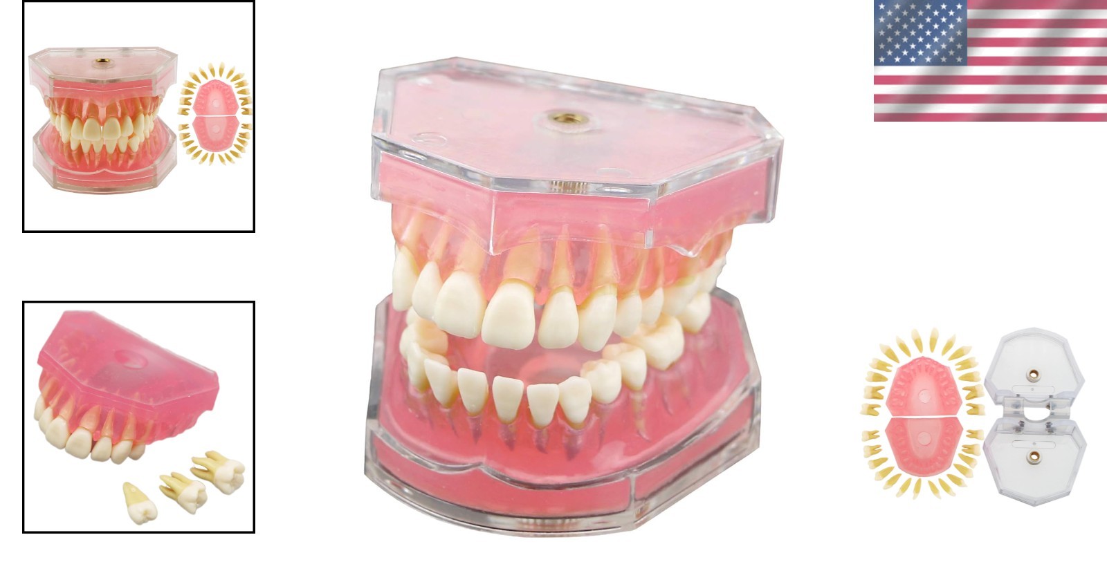 Silica Gel Dental Demonstration Model - Bendable Teeth