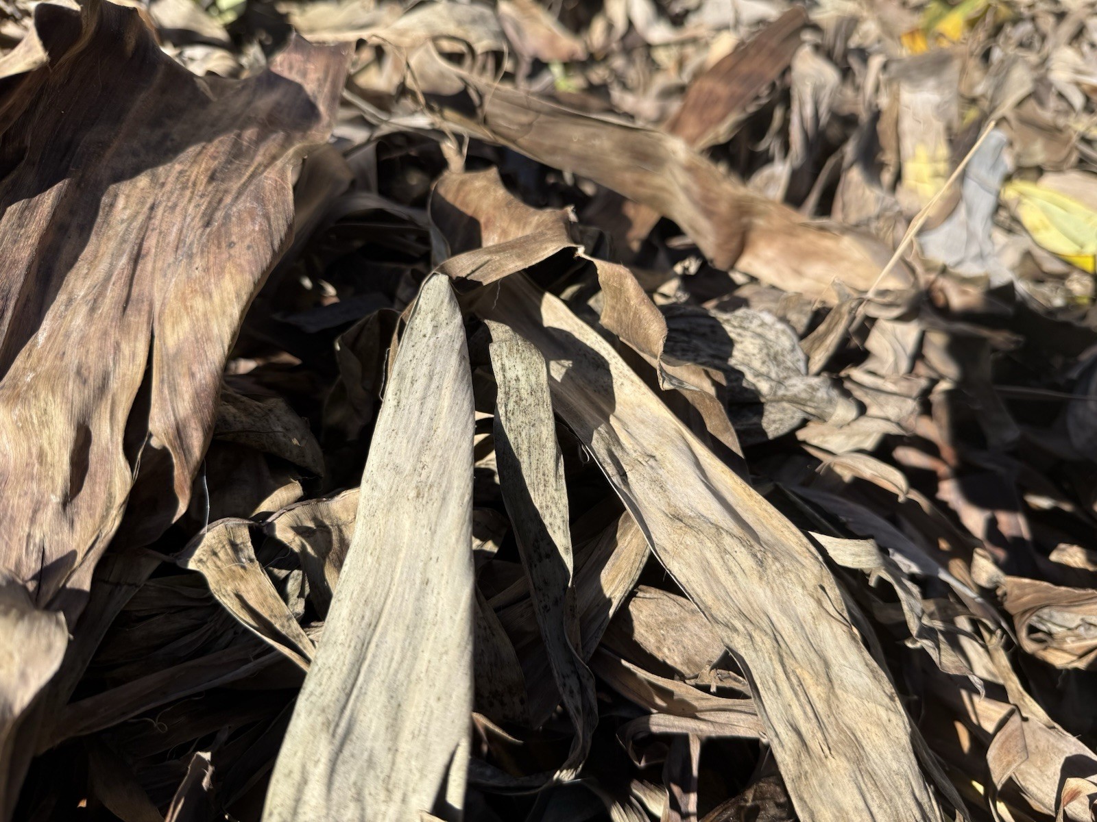 Naturally Dried Banana Leaves | 400Grams | No Chemicals | Free US Ship