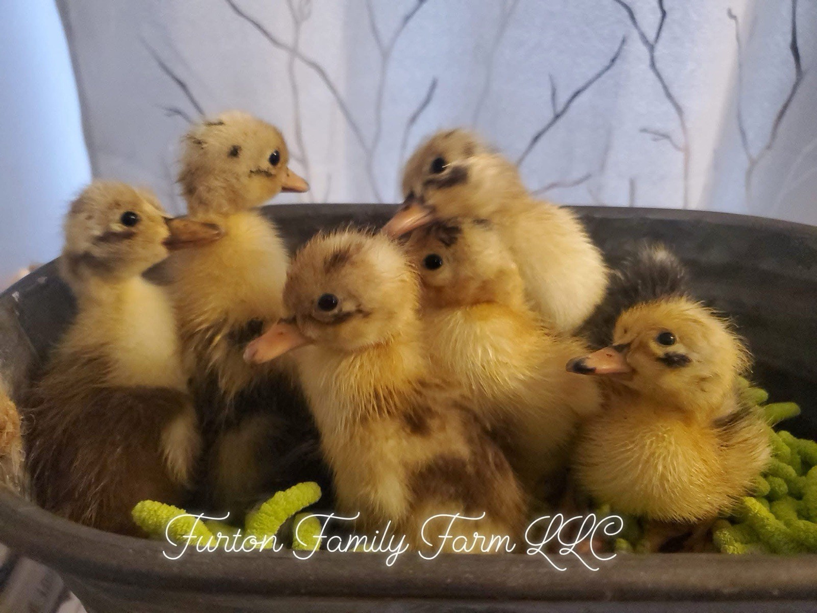 10 Crested Magpie Duck Hatching eggs *RARE*