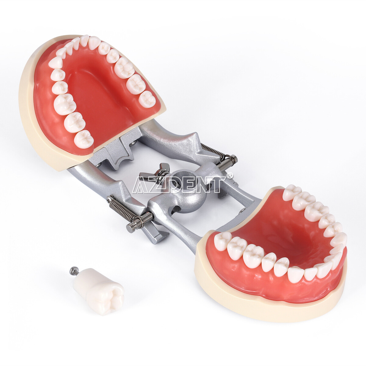 Dental Typodont Model with Removable Teeth M8012 DP 32 demonstration teach study