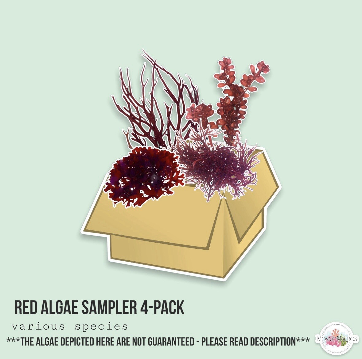 LIVE Marine Macroalgae/Seaweed 4-Pack Red Sampler Caulerpa/Gracilaria/Ogo