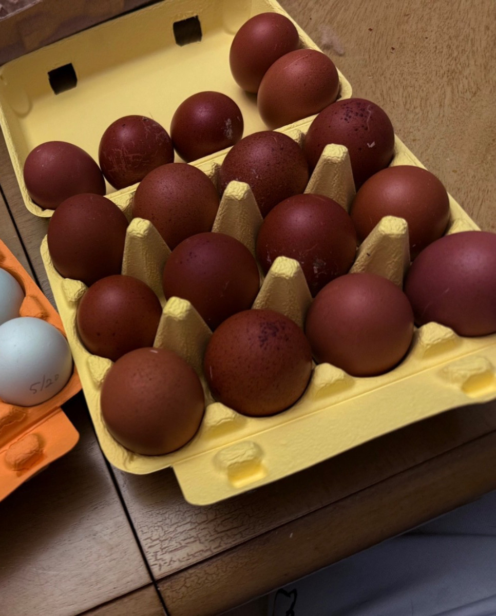 NPIP 12+ black copper maran eggs (6-8 range)