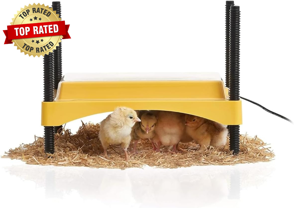 Ecoglow Safety 600 Brooder Plate for up to 20 Chicks - Energy Efficient 12 Watt