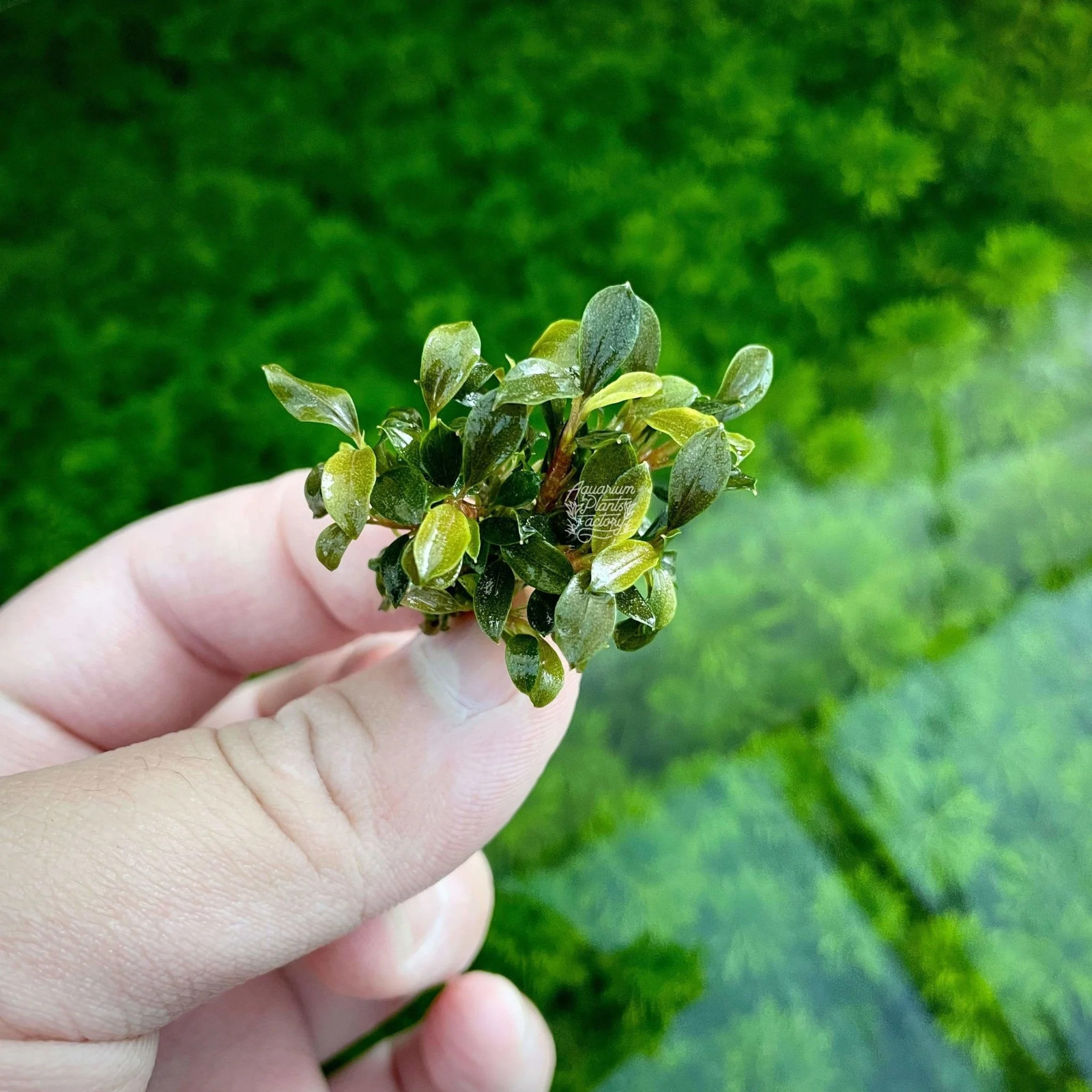 Bucephalandra Sanggau Green Jade | Aquarium Plants Factory®