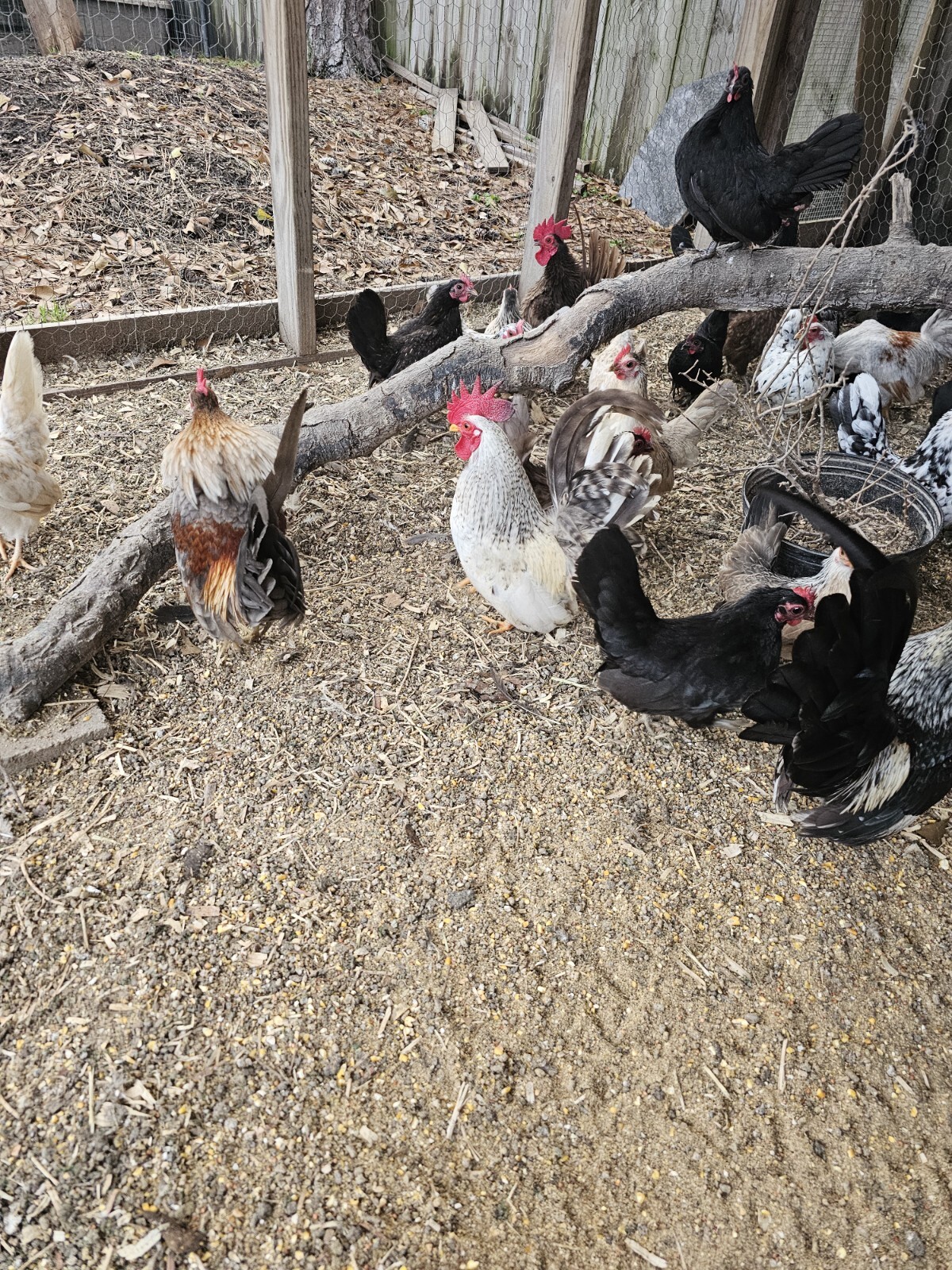 20 Serama Chicken Hatching Eggs